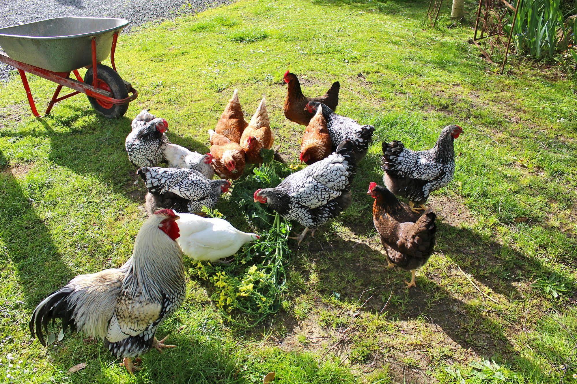 Green Gables B&B Cygnet Экстерьер фото